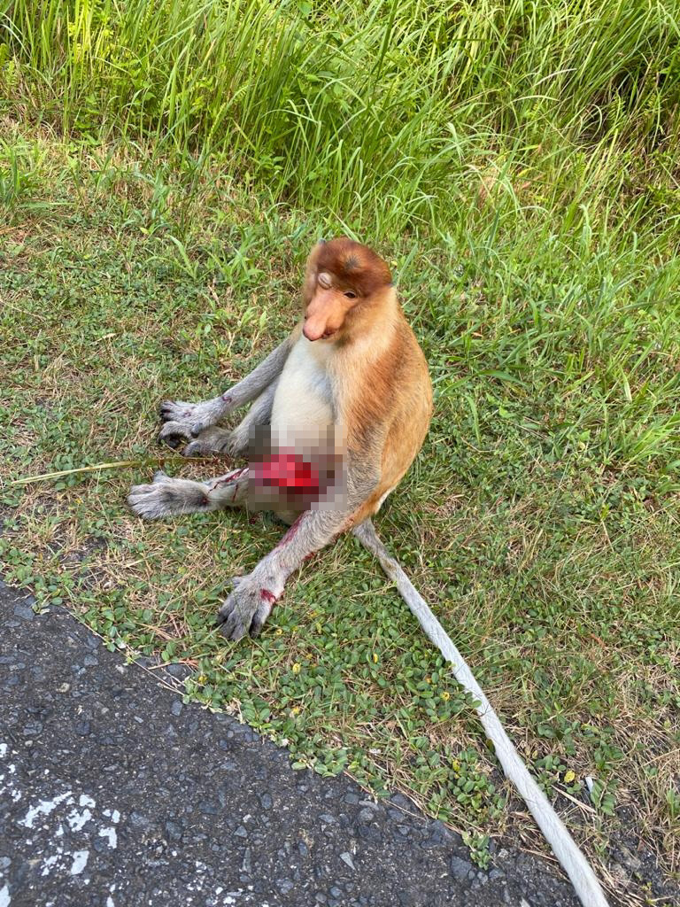 疑遭汽車撞 長鼻猴重傷安樂死